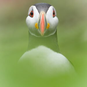Puffin 07