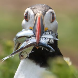 Puffin 01