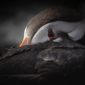 Puffin 03