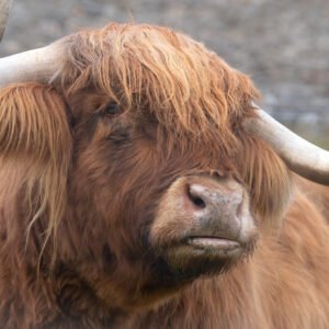 Highland Cow 04