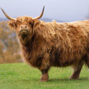 Highland Cow 06