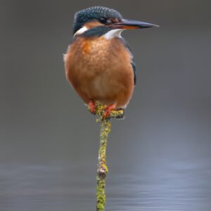 Kingfisher the perfect fit