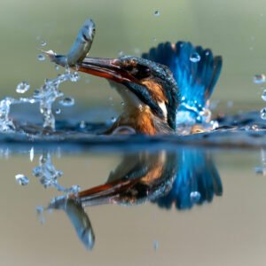 Kingfisher 02