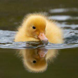 Duckling 01