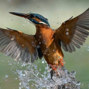 Kingfisher 04