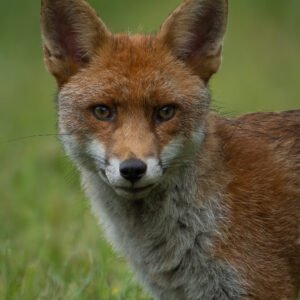 Fox 04