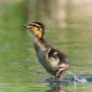 Duckling 05