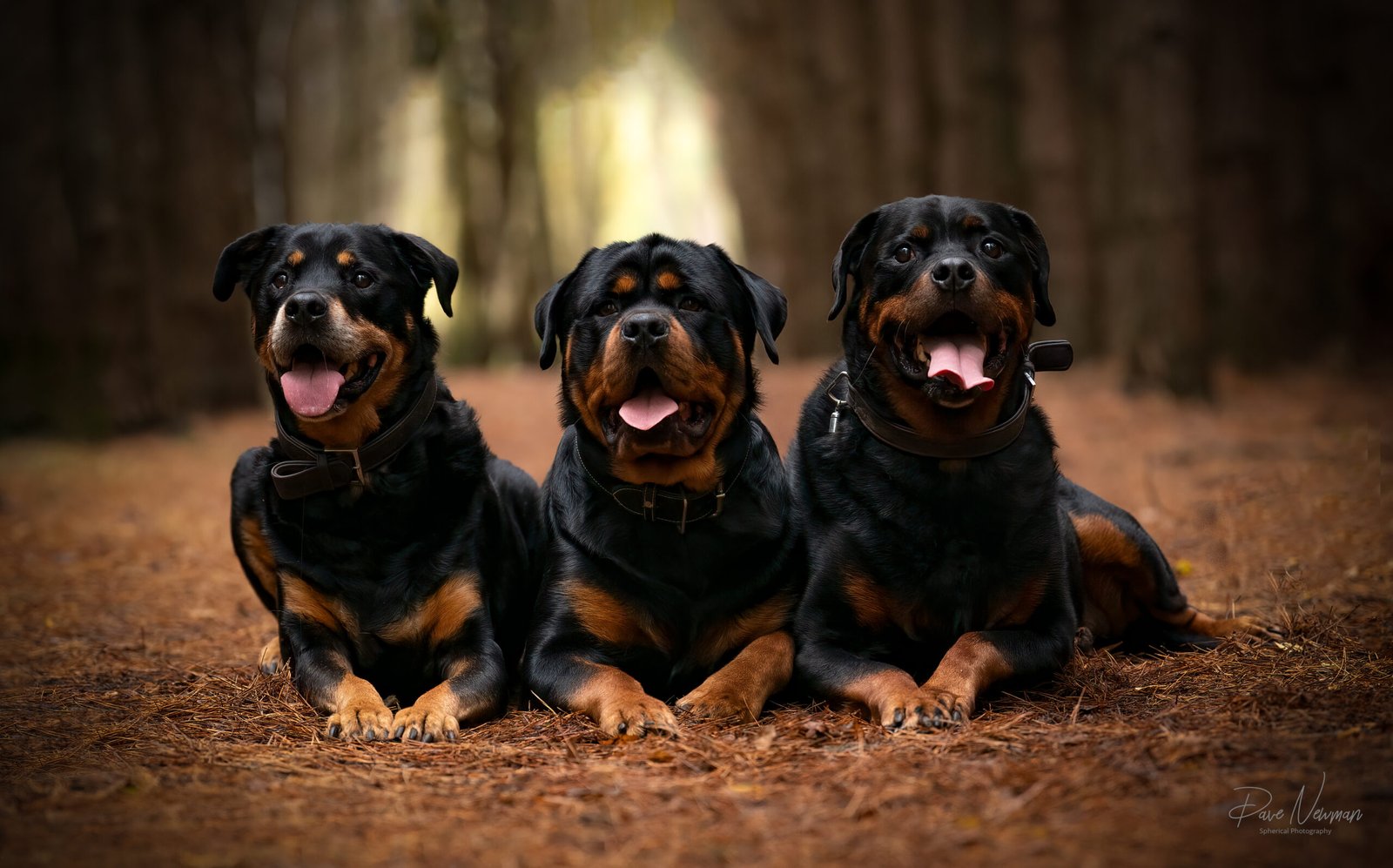 Rottweilers 01