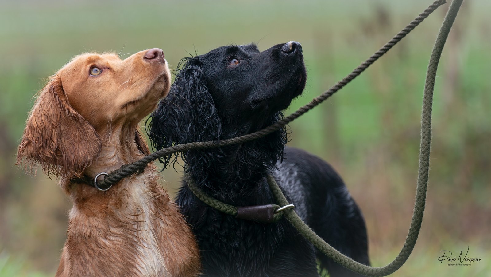 Working Cocker Spaniel Pair 02