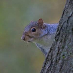 Squirrel 07
