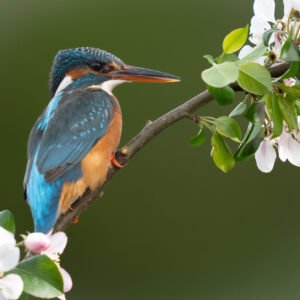 Kingfisher 07