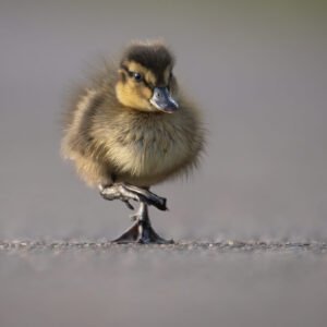 Duckling 03
