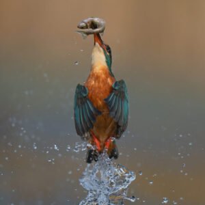 Kingfisher