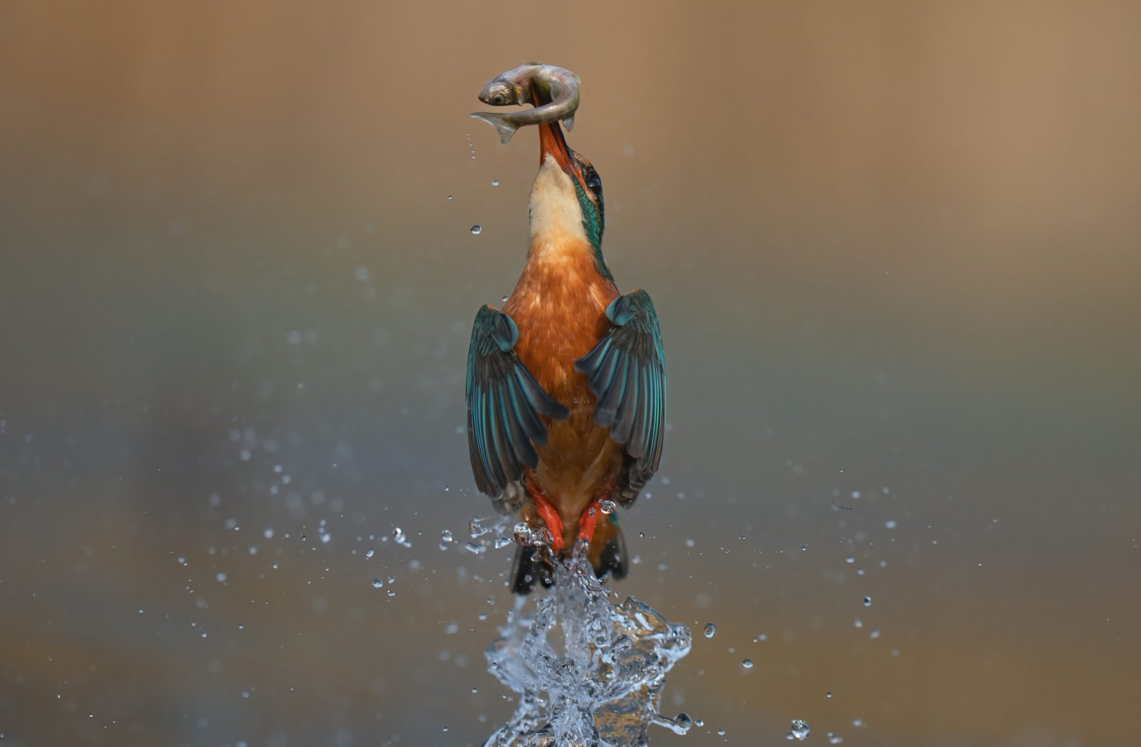 Kingfisher 09