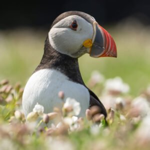 Puffin 06