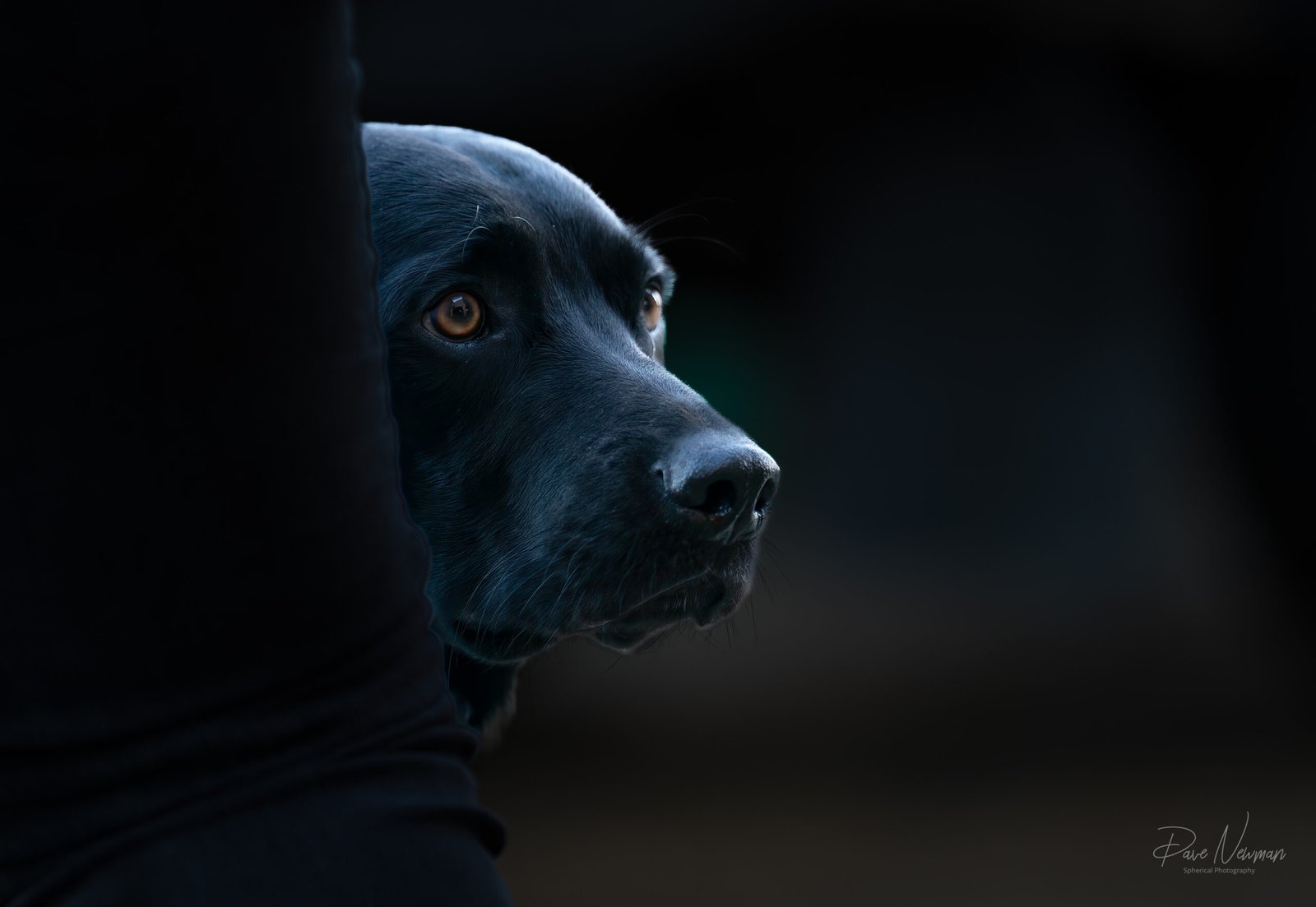 Working Black Labrador 01