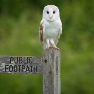 Barn Owl posing on a public footpath sign