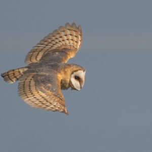 Barn Owl flying in the daylight