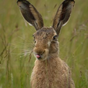 Cheeky Hare