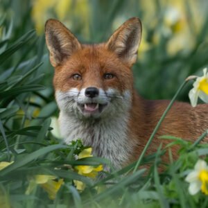 Smiling Fox posing for the camera