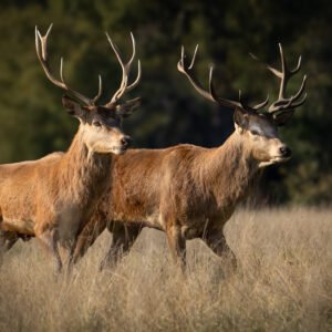 Pair of stags wondering by