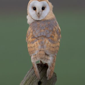 Barn Owl looking back in the wind