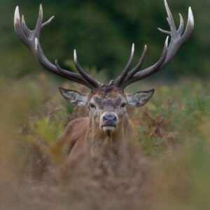 Red Stag giving me the eye