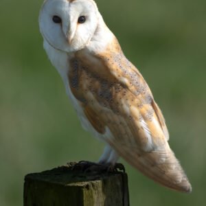 Barn Owl hunting in the day light hours