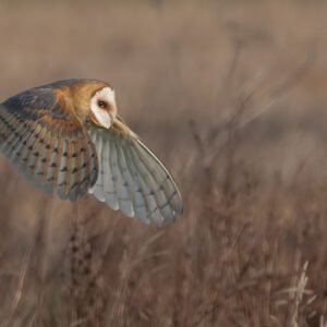 Barn Owl flying over the grasslands