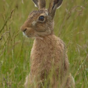 Hare sitting proud