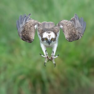 Osprey diving with talons open