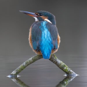 Kingfisher perched low in the water