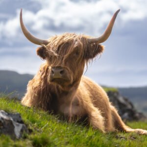 Highland Cow relaxing with the moody skies