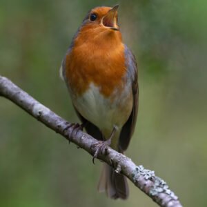 Singing Robin