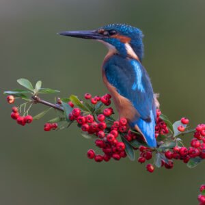 Kingfisher posing proudly in a red berry tree