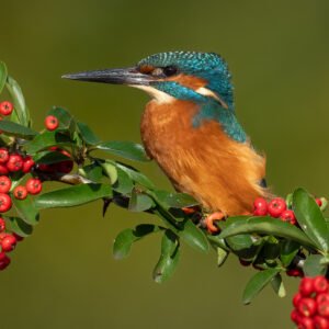 Kingfisher in a red berry tree