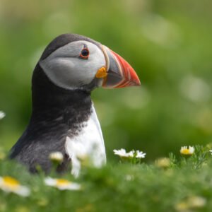Puffin in the daisies