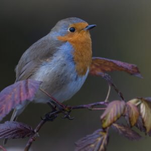 Robin perched on a bush