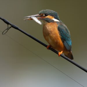 Kingfisher on a fishing rod