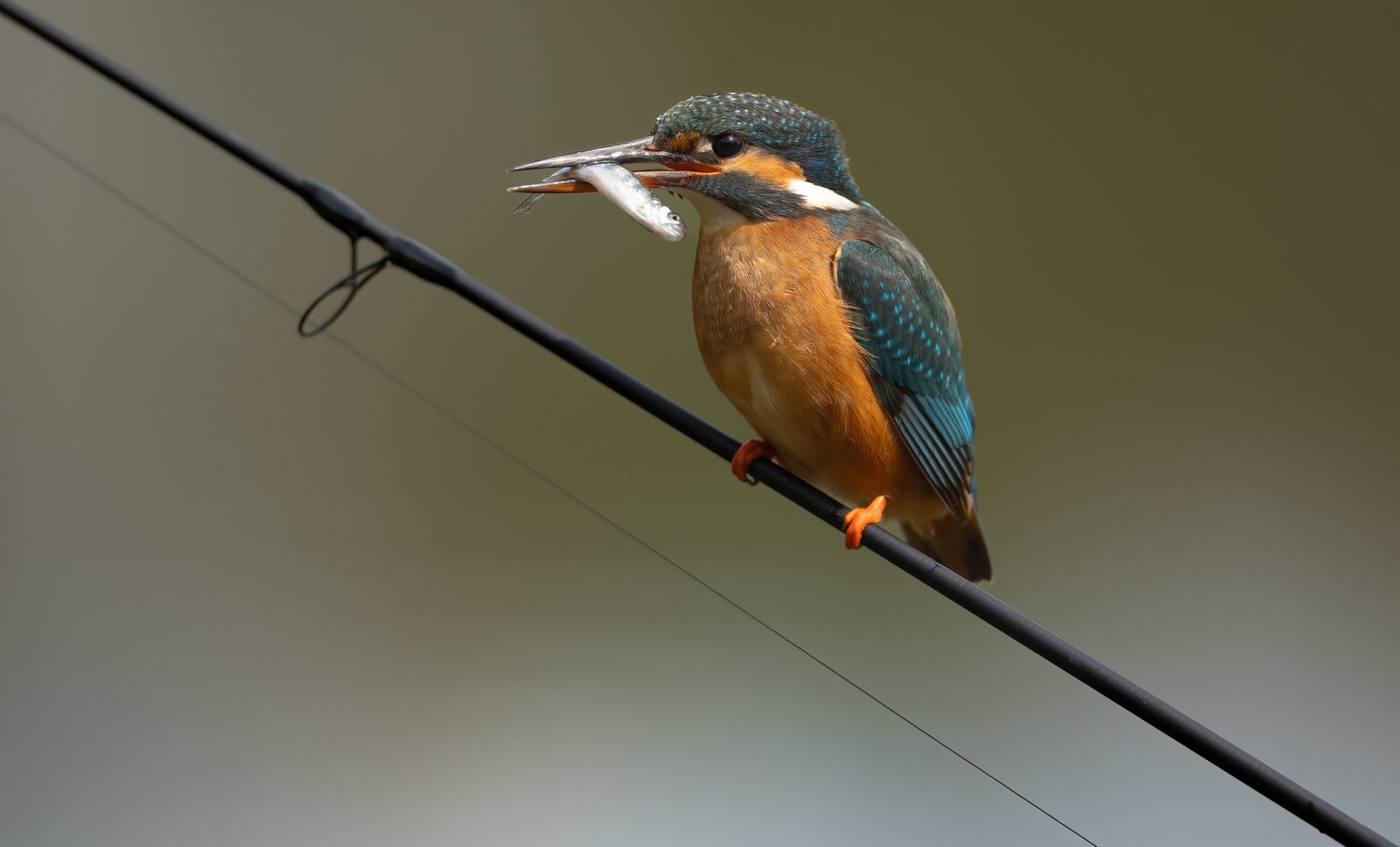 Kingfisher on a fishing rod