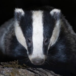 Badger Portrait