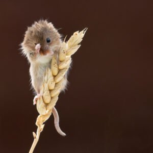 Shy Harvest Mouse