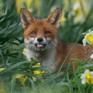 Cheeky Fox in the Daffodils