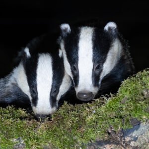 Badgers