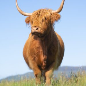 Highland Cow standing proud