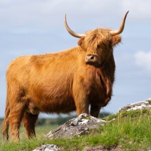 Gazing Highland Cow