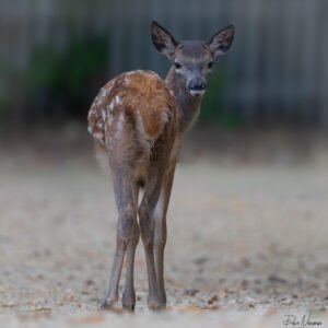 Red Deer Fawn