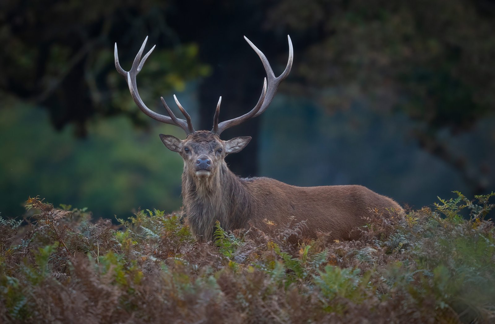 Red Stag watching