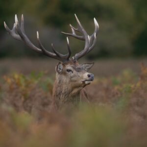 Red Stag peeking over the bracken