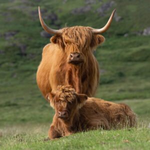 Highland Cow & Calf relaxing